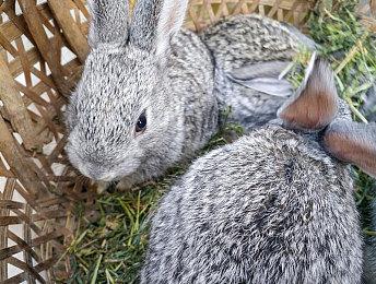 科乐美曾接触其它工作室洽谈《寂静岭2》重制工作